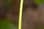 Sweet cicely <BR>Anise-root <BR>longstyle sweetroot